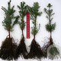 Abies grandis 30-40 cm wortelgoed 2/2