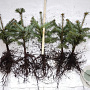 Abies nordmanniana 20-30 cm wortelgoed 2/2