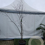 Acer griseum 175-200 cm 35L