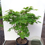 Acer japonicum 'Aconitifolium' 80-100 cm 20L