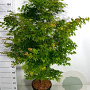 Acer pal. 'Sangokaku' 100-125 cm 20L
