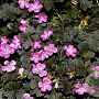Geranium Orkney Cherry GM P9