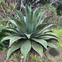 Agave ferox GM c20