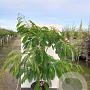 Albizia julibr. Ombrella 100-125 cm 50L