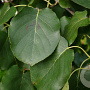 Alnus cordata 80-100 cm wortelgoed 1/1