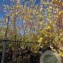 Betula nigra 200-250 cm 50L