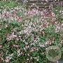 Gillenia trifoliata GM P9