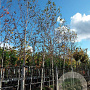 Betula utilis 'Doorenbos' 18-20 HO draadkluit