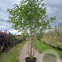 Broussonetia papyrifera 250-300 cm cont. 80L