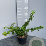 Hedera hib. 'Arbori Compact' 25-30 cm 2,0L