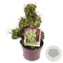 Hedera hib. 'Arbori Compact' 25-30 cm 3,0L