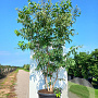 Heptacodium miconioides 250-300 cm cont. 130L