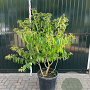 Heptacodium micon. Temple of Bloom 100-125 cm 20L