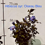 Hibiscus syr. 'Oiseau Bleu' 60-80 cm met kluit