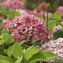 Hydrangea a. Pinkerbell 50-60 cm 20L