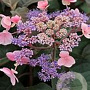 Hydrangea asp. Hot Chocolate 60-80 cm 20L breed