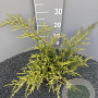 Juniperus pf. 'Old Gold' 40-50 cm 2,0L
