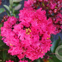 Lagerstroemia i. 'Red Imperator' 60-80 cm 20L breed