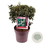 Ligustrum 'Korean Dwarf' 40-50 cm 10L