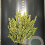 Ligustrum oval. 'Aureum' 80-100 cm 4,0L