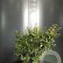 Ligustrum vulg. 'Lodense' 40-60 cm 4,0L