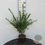 Ligustrum vulg. 'Lodense' 25-30 cm container struik