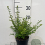 Lonicera nit. 'Elegant' GM C1.3