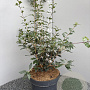 Osmanthus heter. 'Purpureus' 60-80 cm 10L