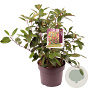 Photinia fraseri 'Red Robin' 30-40 cm 5,0L