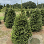 Picea abies 100-125 cm draadkluit