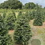 Picea omorika 125-150 cm draadkluit