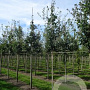 Quercus robur 20-25 HO draadkluit