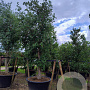 Quercus suber 350-400 cm cont. 500L