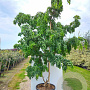 Robinia ps. Twisty Baby 350-400 cm cont. 110L meerstammig