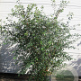 Spiraea vanhouttei 125-150 cm 20L