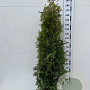 Thuja occ. 'Brabant' 200-225 cm 20L