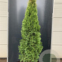 Thuja occ. 'Smaragd' 175-200 cm 20L