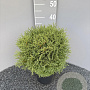Thuja occ. 'Tiny Tim' 30-35 cm 3,0L