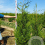 Thuja pl. 'Atrovirens' 225-250 cm met kluit