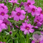 Phlox (S) 'Scarlet Flame' GM P9