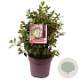 Viburnum tinus 40-45 cm 10L