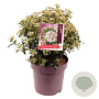 Viburnum tinus 40-50 cm 13L