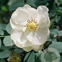 Rosa rugosa 'Alba' 40-60 cm wortelgoed struik