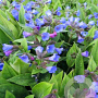 Pulmonaria 'Blue Ensign' GM P9