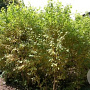 Cornus sanguinea 40-60 cm wortelgoed 1/0 