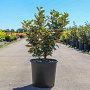 Elaeagnus ebb. 'Compacta' 80-100 cm 15L