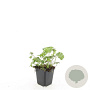 Geranium cant. 'Cambridge' Covergreen cassette 4.5 per m2 38x58