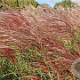 Miscanthus sin. 'Ghana' GM P9