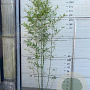 Phyllostachys bissetii 175-200 cm 10L