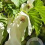 Davidia involucrata 'Sonoma' 200-250 cm cont. 180L